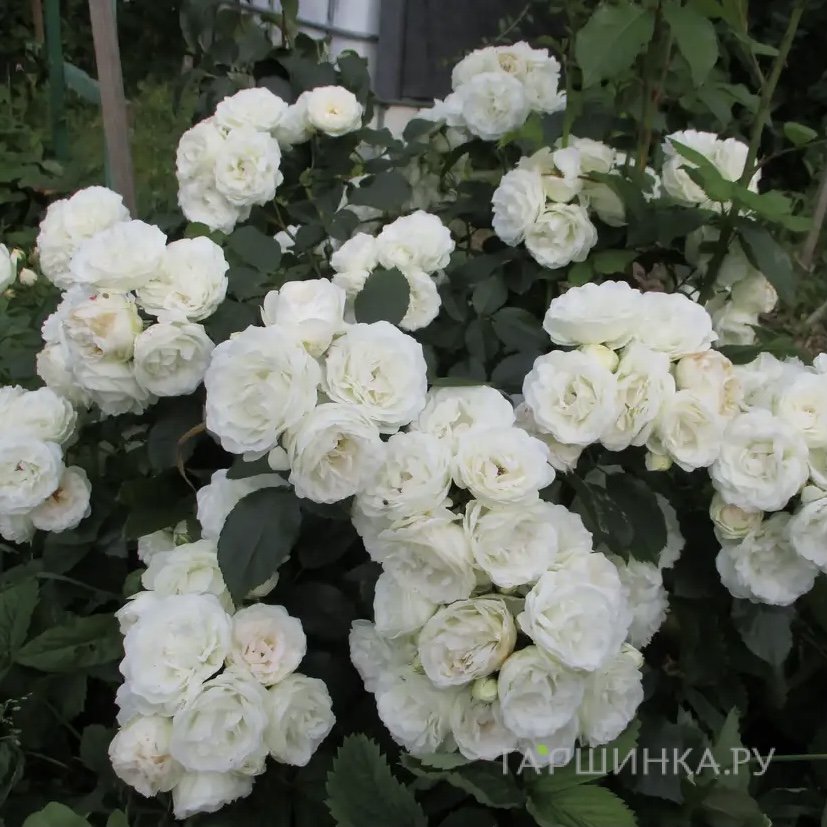 Роза Нэж д'Этэ мускусная, Ленс (лиц)