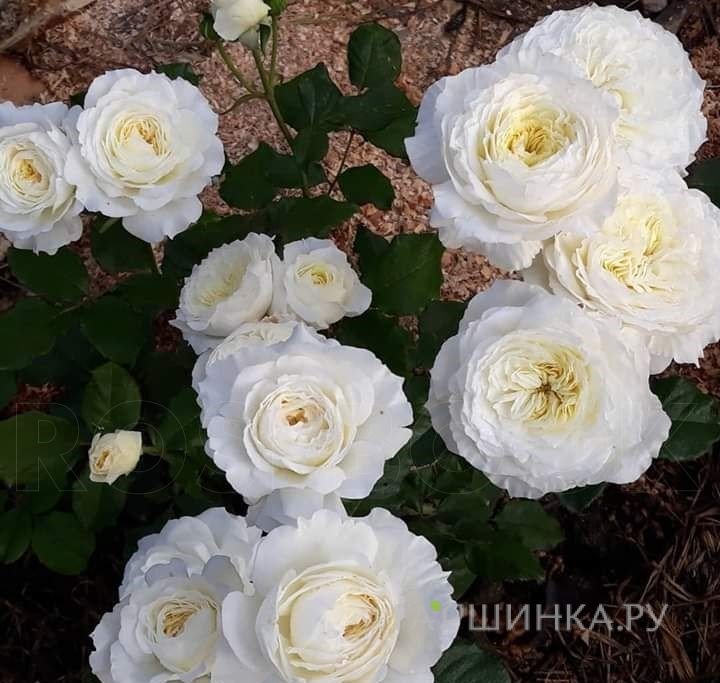 Роза Патиенс