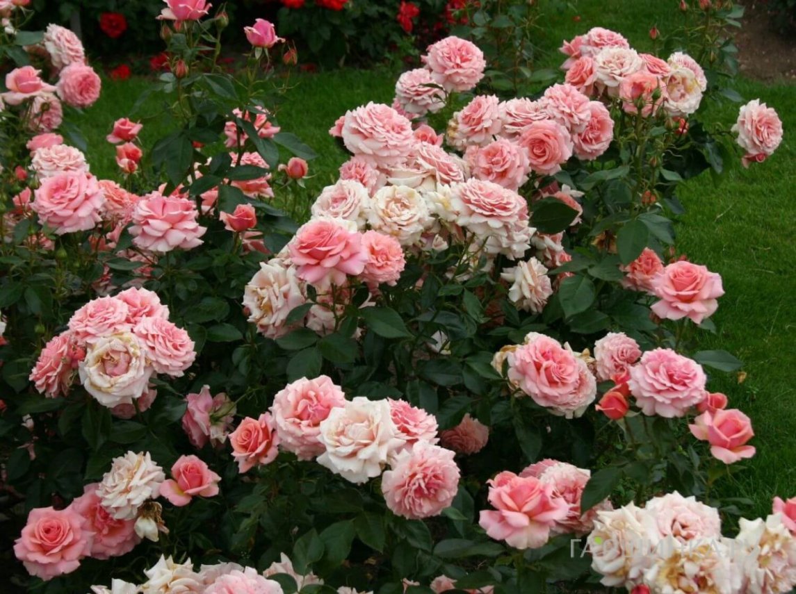 Роза Поэтри, Кордес (лиц)