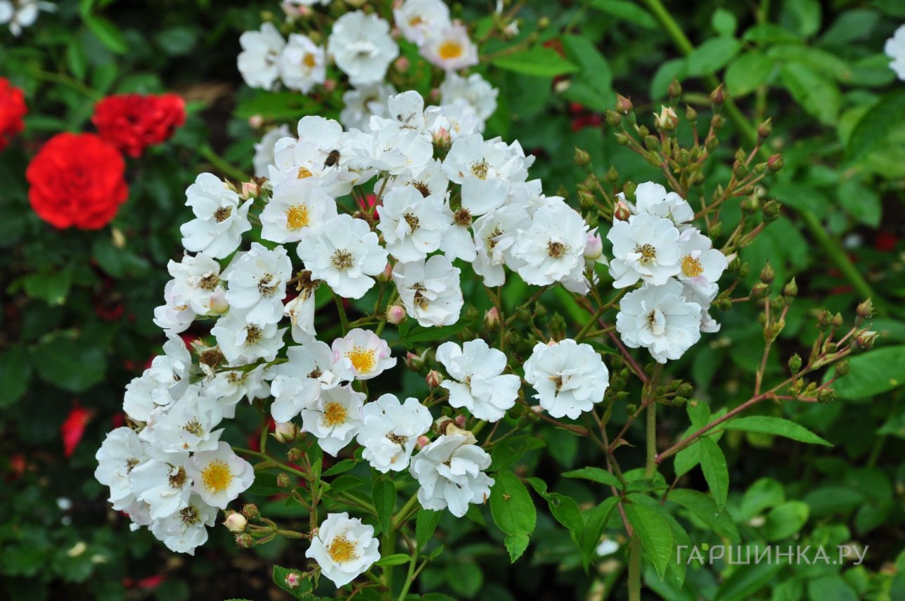 Роза Поэзи мускусная, Ленс (лиц)