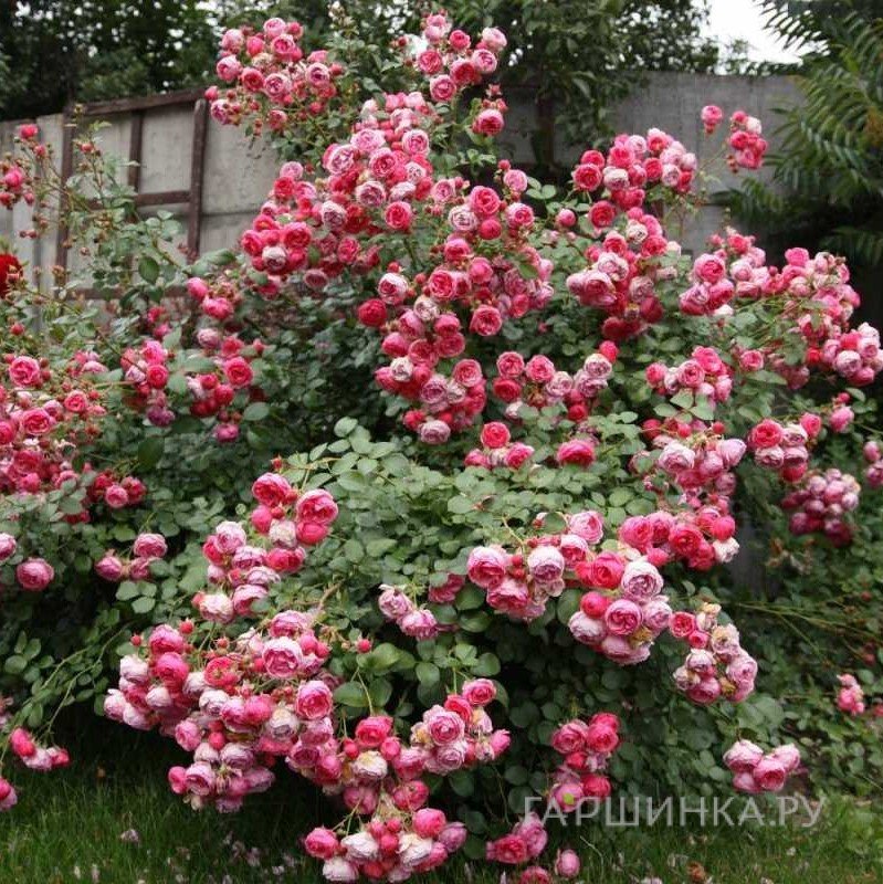 Роза Помпонелла флорибунда, Кордес (лиц)