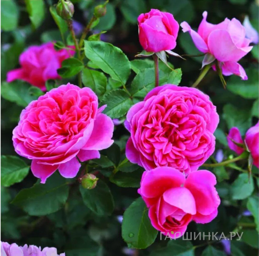 Роза Распберри, Фено Гено (лиц)