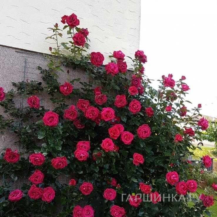 Роза Ред Флэйм, НИРП (лиц)