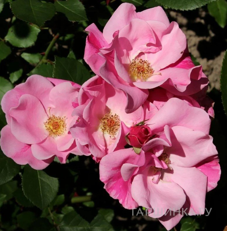 Роза Роял Эдвард канадская парковая (лиц)