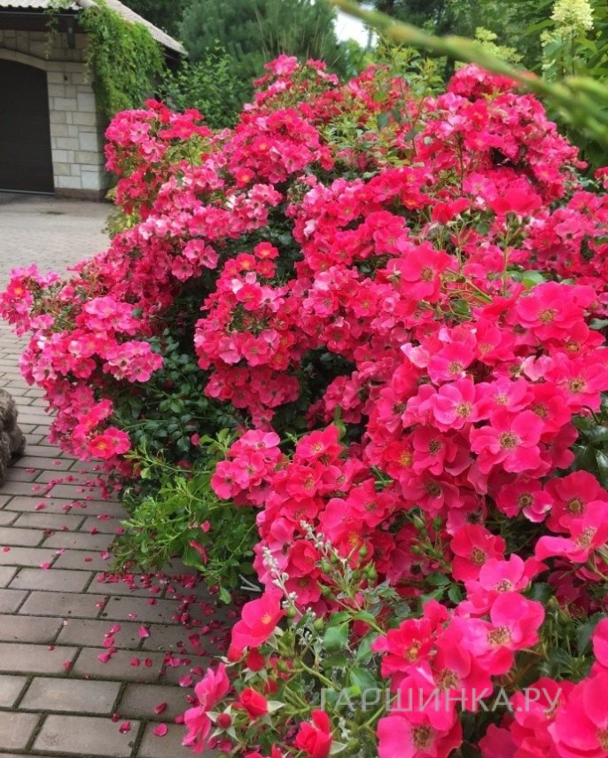 Роза Штадт Ром (Ксилон) почвопокровная, Тантау (лиц)