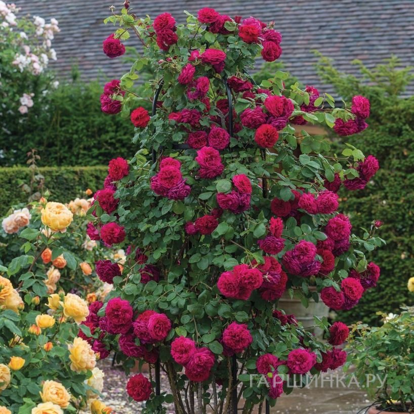 Роза Тесс оф зе Д`Эрбервилль плетистая, Imperial Rose