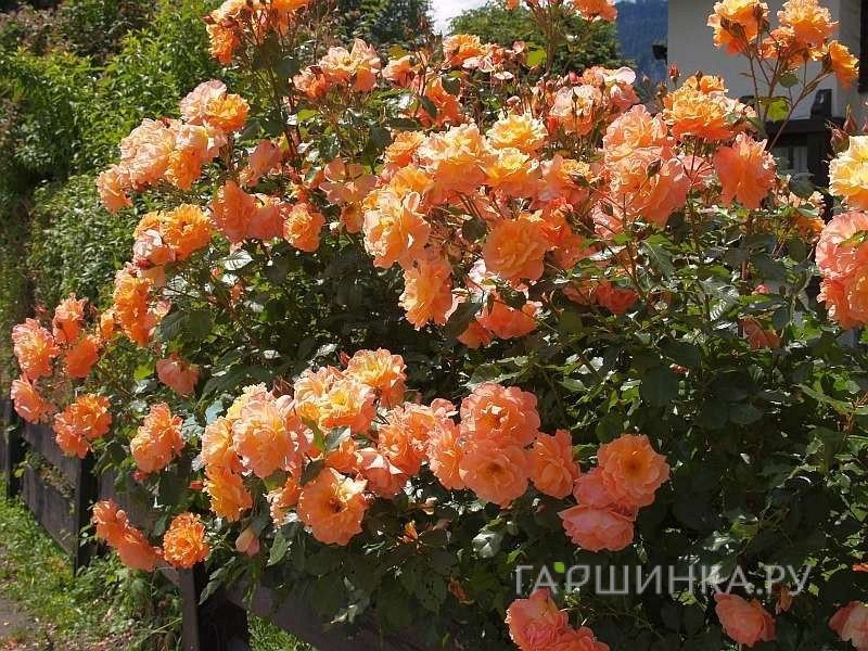 Роза Вестерленд кустарниковая, Топалович (лиц)