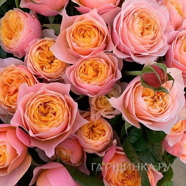 Роза Вувузела