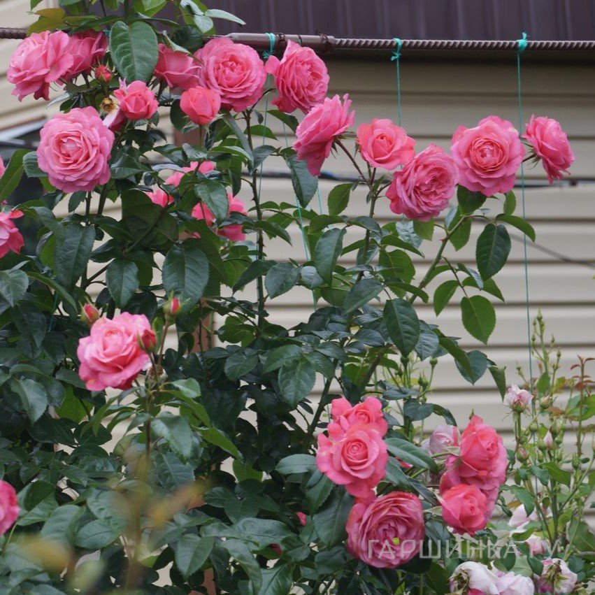 Роза Розанна плетистая, Кордес (лиц)