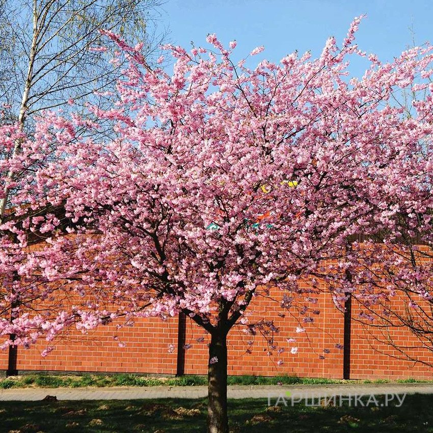 Сакура Ошидори