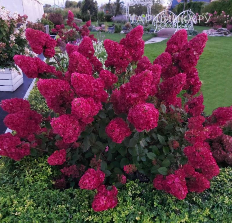 Гортензия Самарская Лидия метельчатая