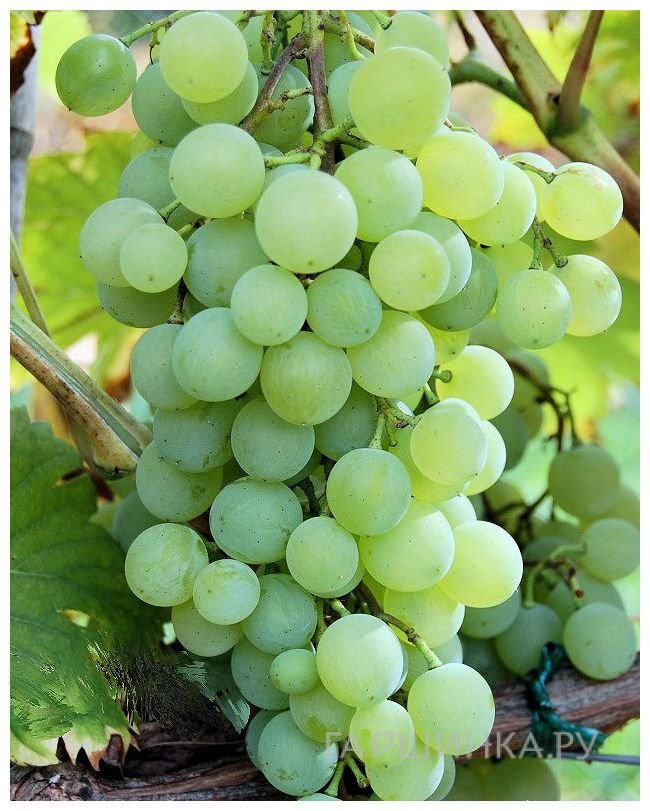 Виноград Краса Севера плодовый