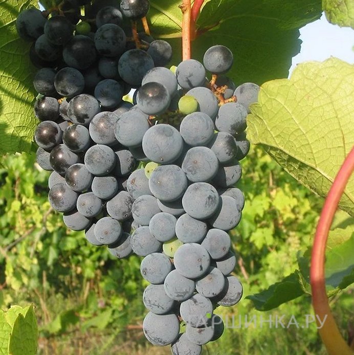 Виноград Звезда Потапенко плодовый