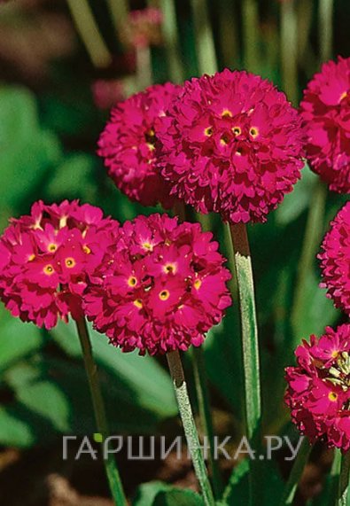 Примула мелкозубчатая Ред