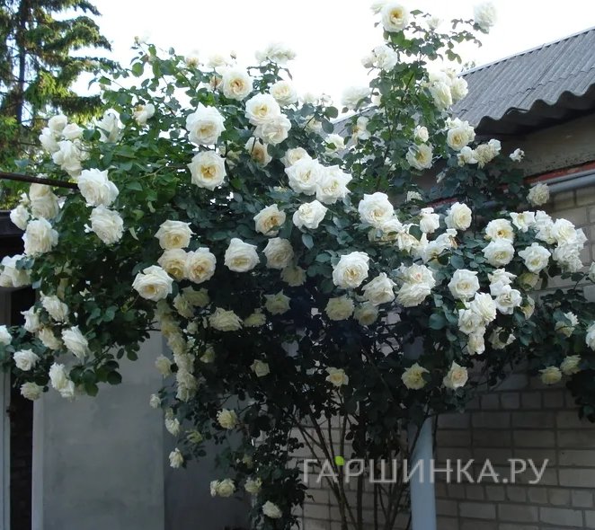 Роза Шнеевальцер плетистая, Топалович (лиц)