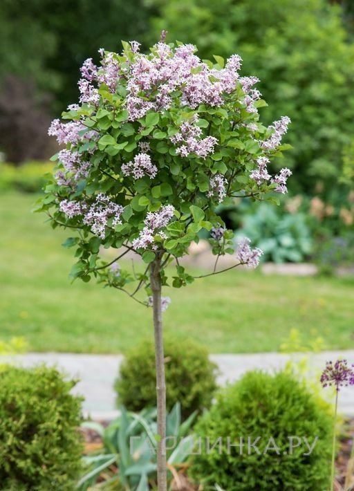 Сирень Miss Japan на штамбе 140-160см С10