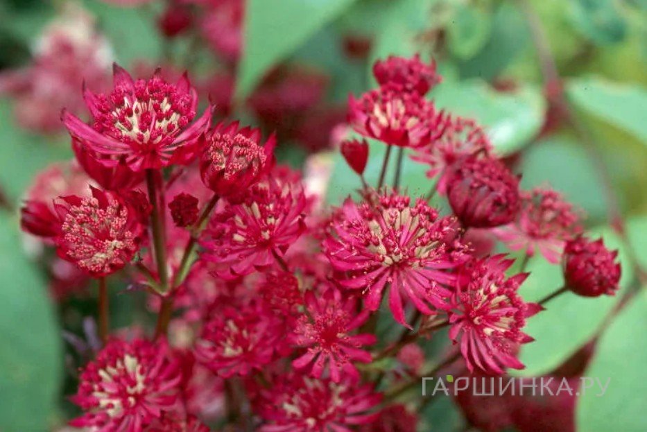 Астранция Кларет крупная