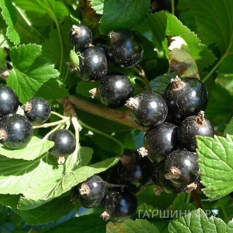 Смородина Селеченская черная (очень крупная ягода)