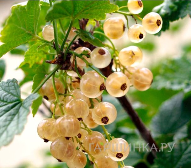 Смородина Витте Холандер белая