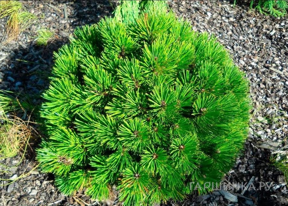Сосна белокорая Пирин 2
