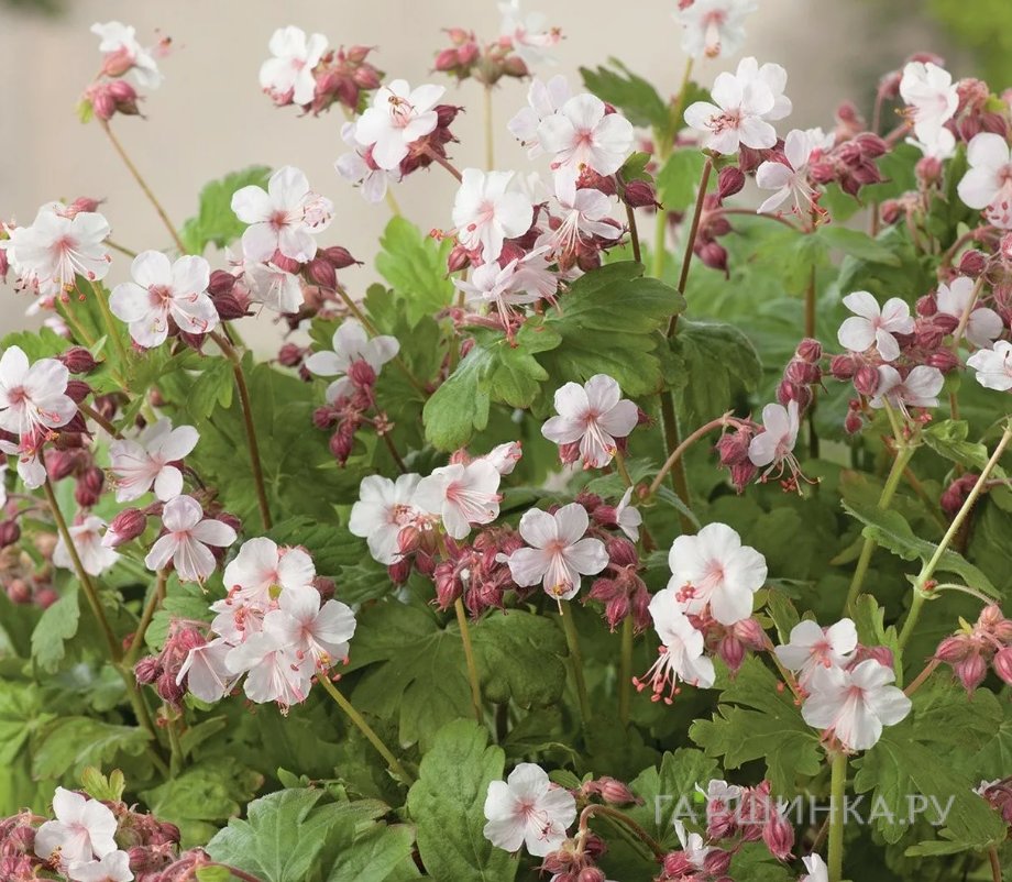 Герань Шпессарт крупнокорневищная