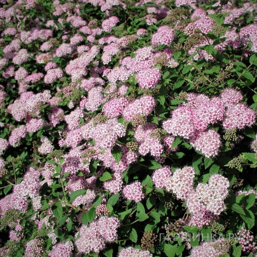 Спирея Литл Принцесс японская