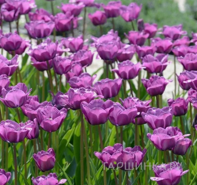 Тюльпан Блу Эмайбл поздний 5шт.