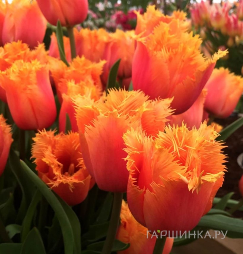 Тюльпан Ламбада бахромчатый 5шт.