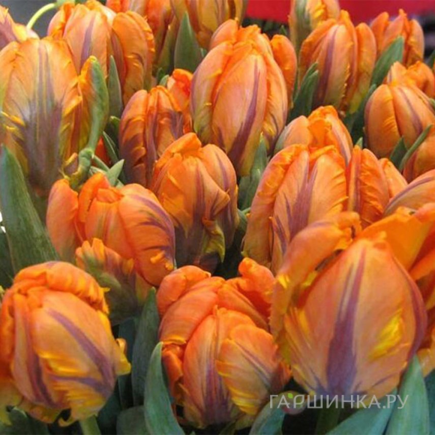 Тюльпан Оранж Рококо попугайный 5шт/уп