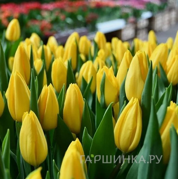 Тюльпан Стронг Голд, Триумф 5шт