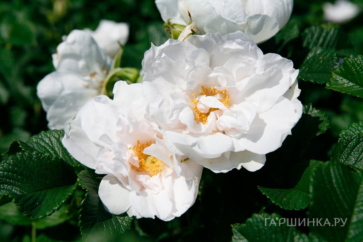 Роза Вайт Роадранер ругоза (лиц)