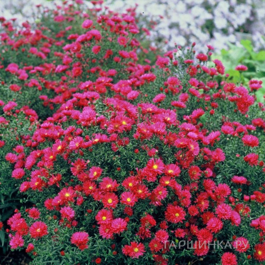 Астра новобельгийская Уинстон Черчиль