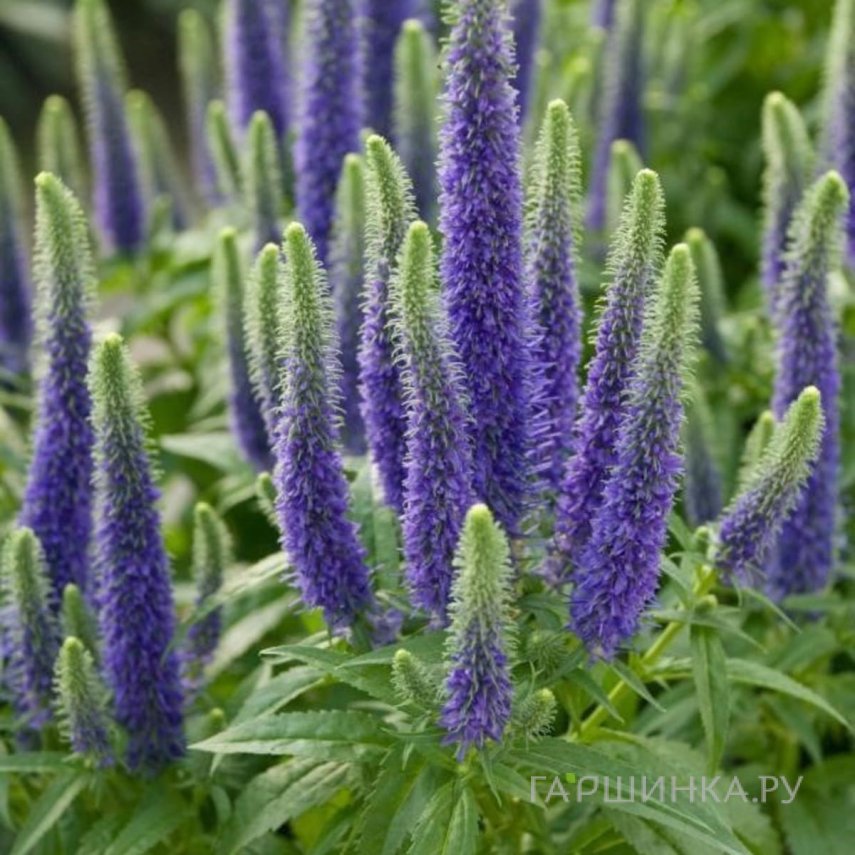 Вероника колосковая Санни Бордэр Блу