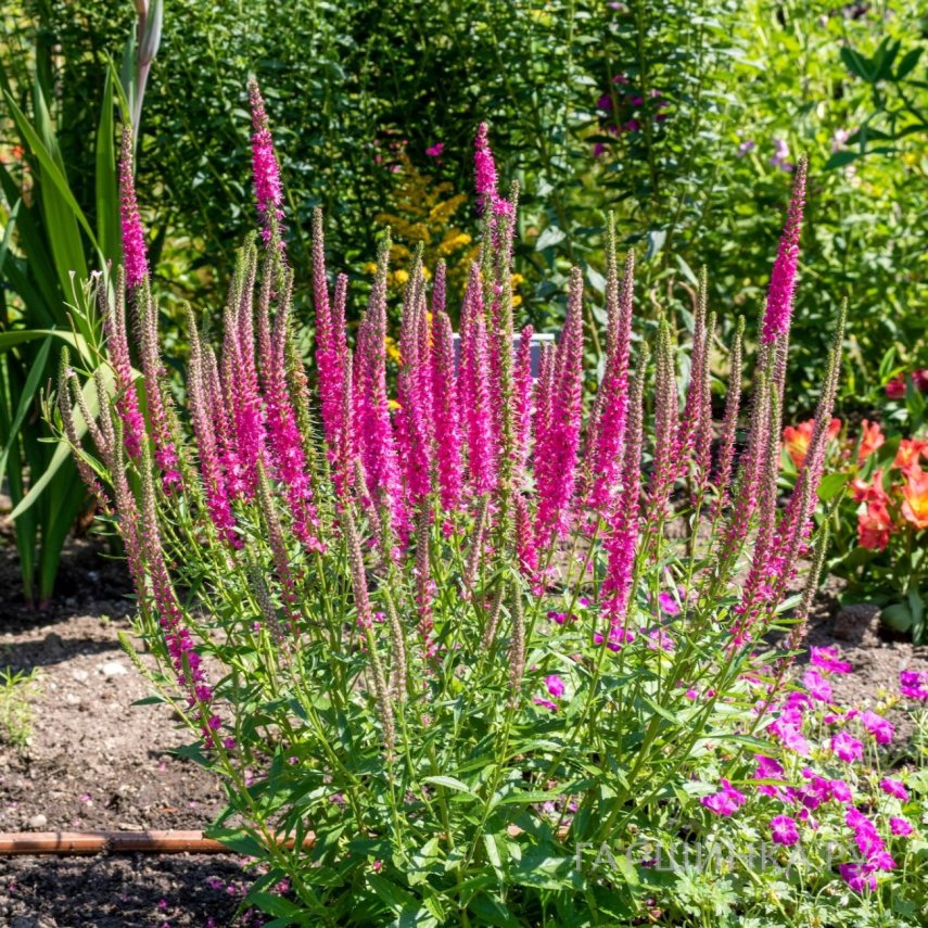 Вероника колосковая Ред Фокс