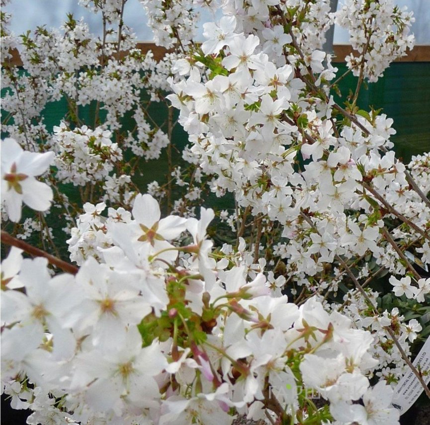 Вишня ниппонская Бриллиант