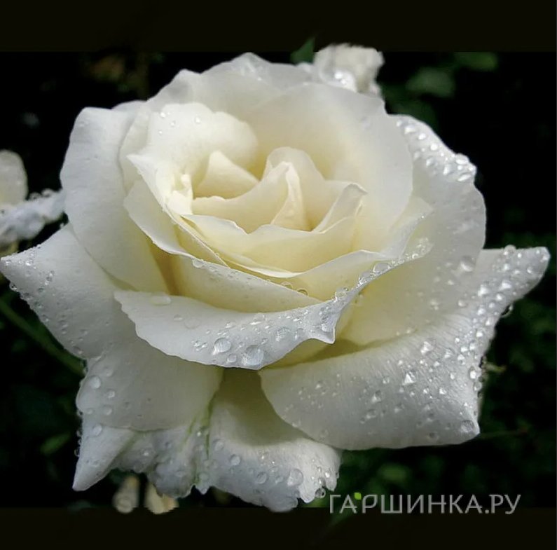 Роза Вайт Бир