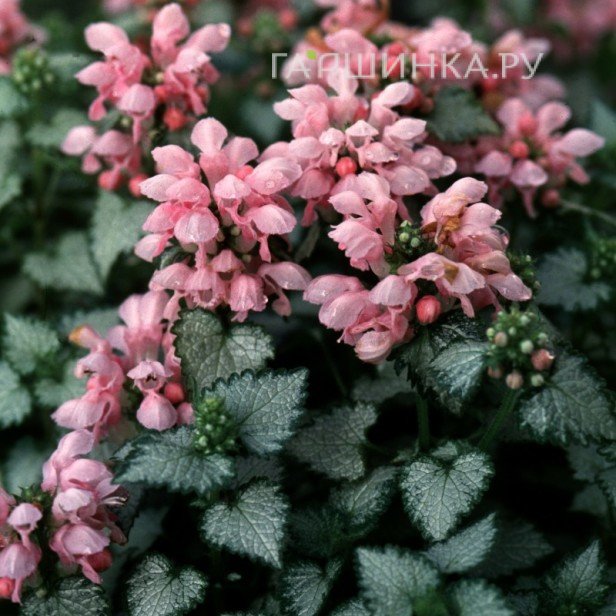 Яснотка пятнистая Пинк Пьютер