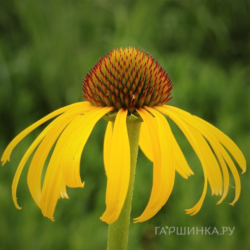 Эхинацея странная