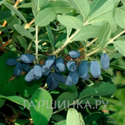 Жимолость Авача