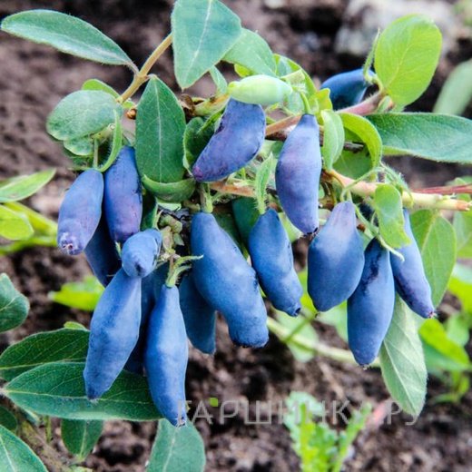 Жимолость Синий шарик