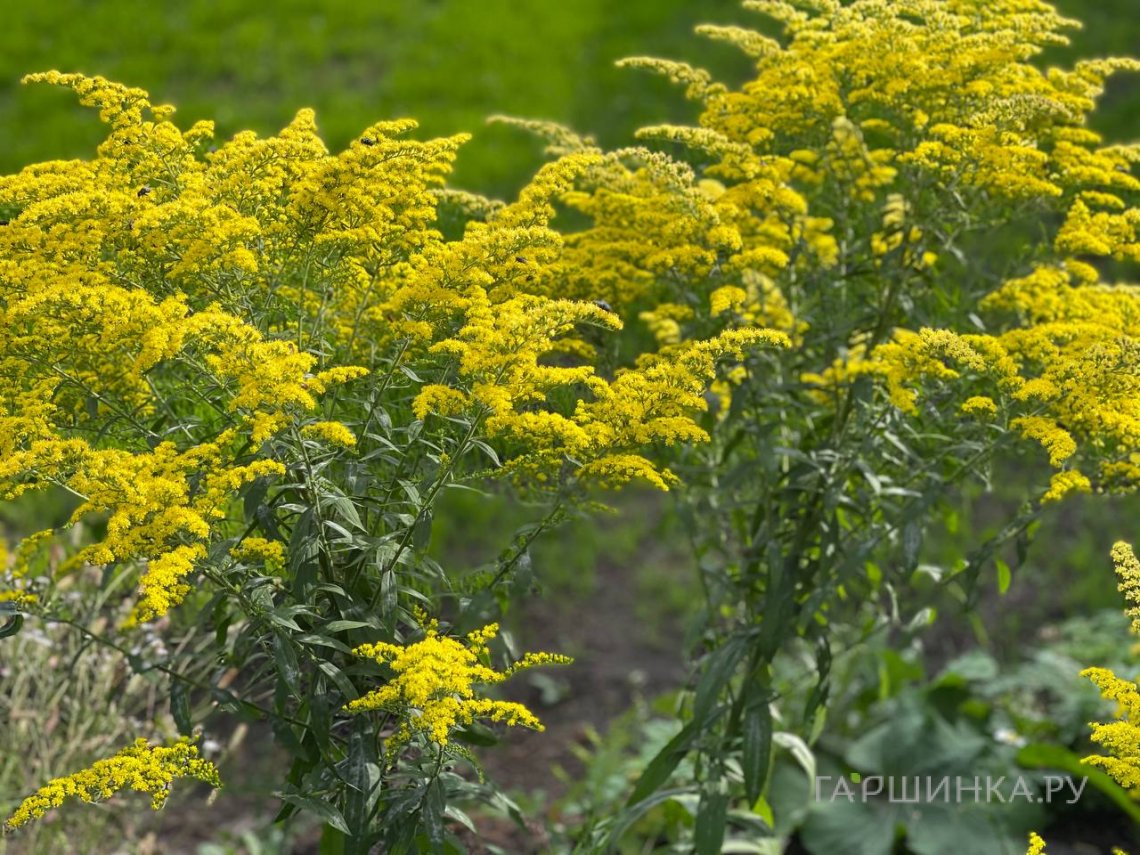 Золотарник (солидаго) Цитронелла