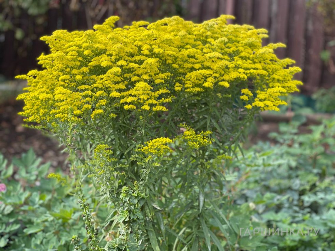 Золотарник (солидаго) Супер