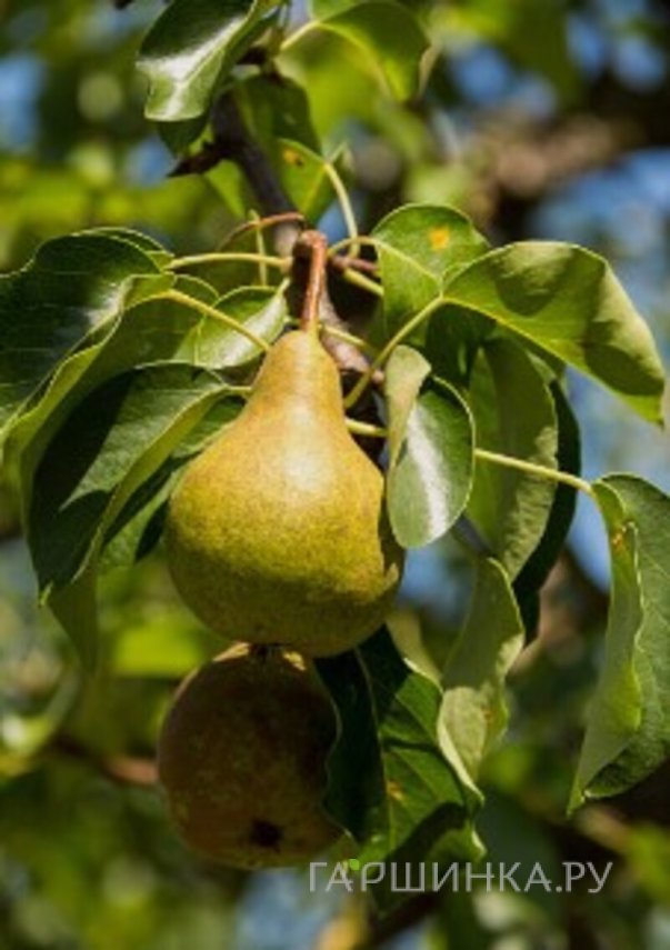 Груша Кафедральная