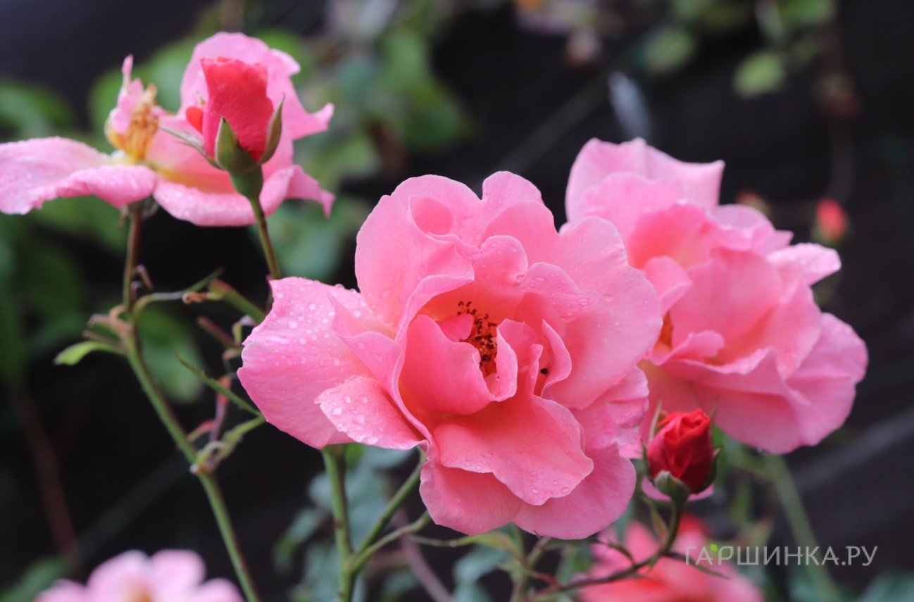 Роза Алибаба