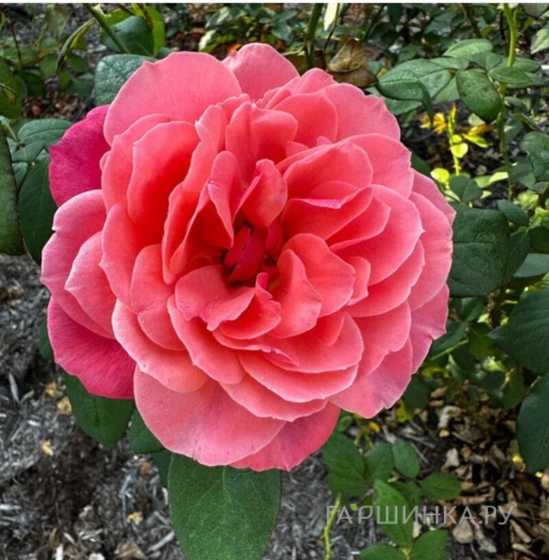 Роза Аптаун Герл флорибунда