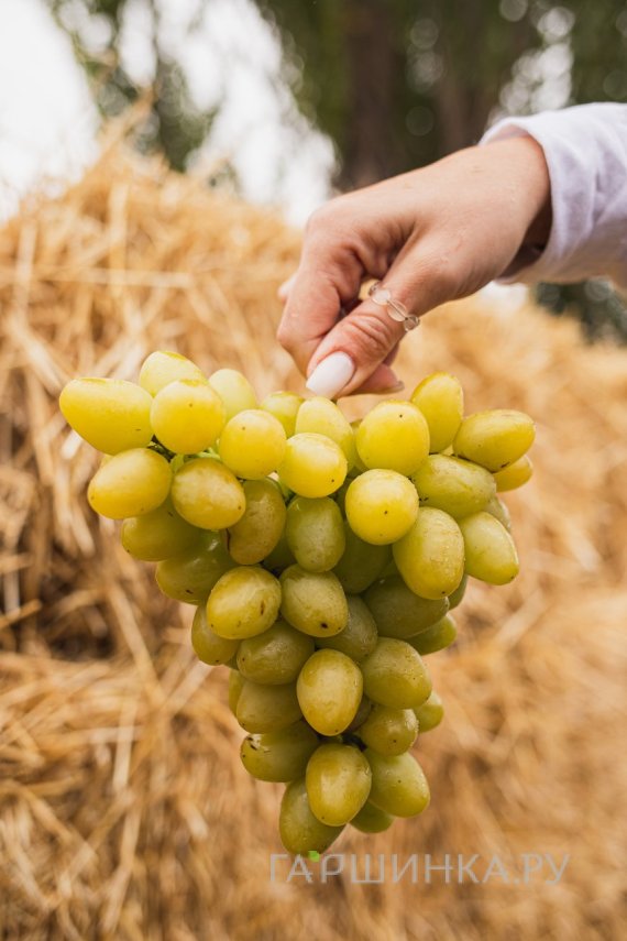 Виноград Аркадия мускатный ранний