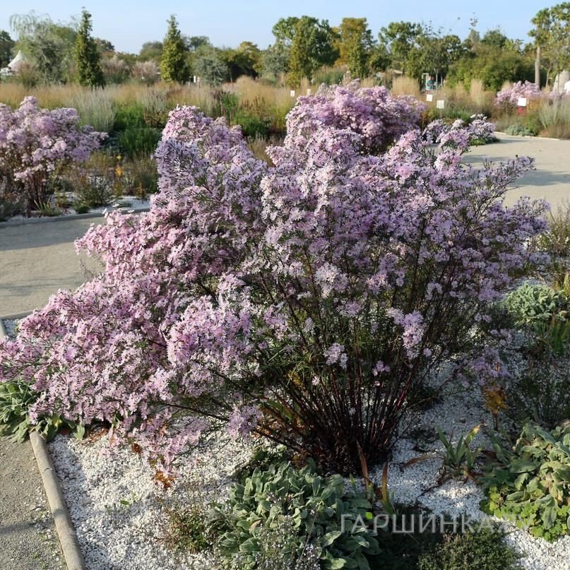 Астра вересковая Пинк Стар