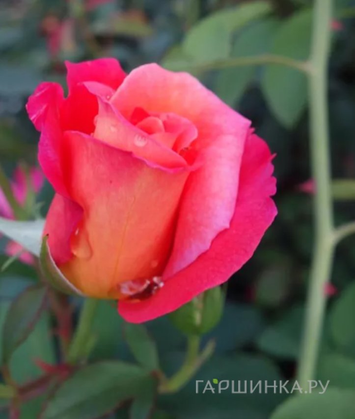 Роза Ауф Ди Френдшафт шраб