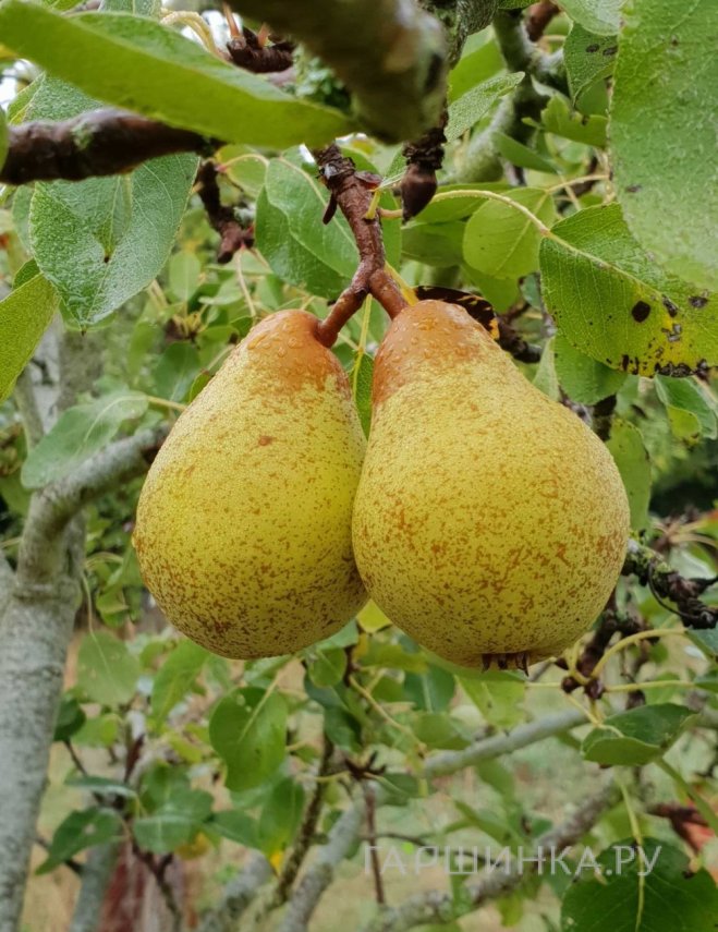 Груша Дюшес