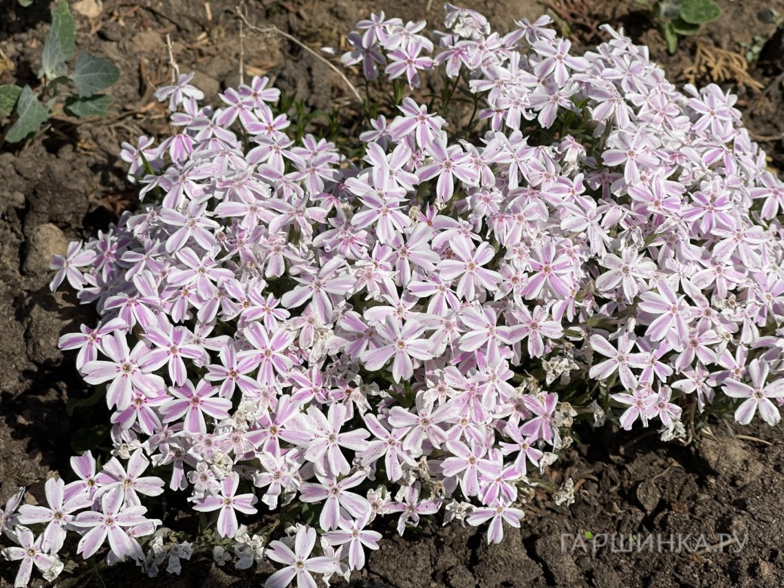 Флокс шиловидный Кэнди Страйпс